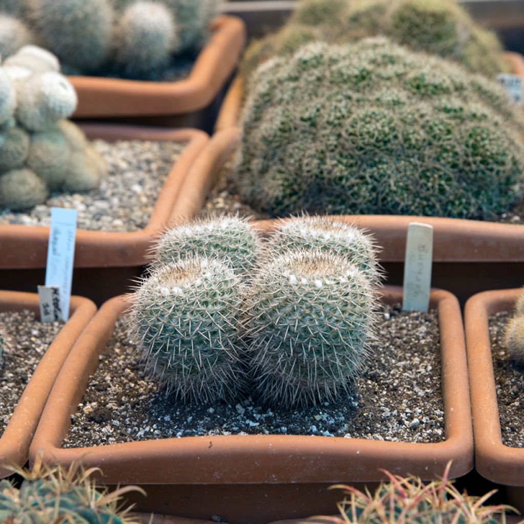 Cactus - Mammillaria muehlenpfordtii
