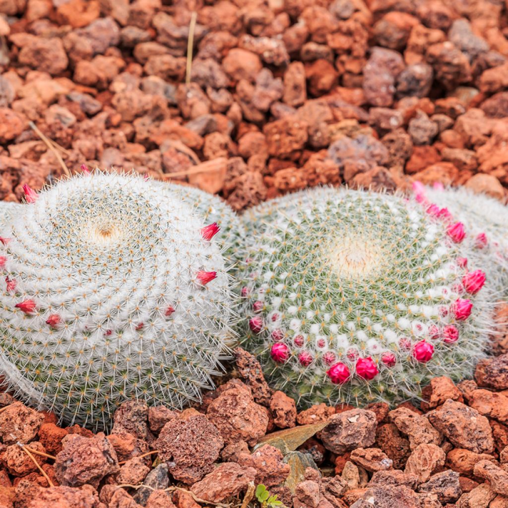 Cactus - Mammillaria muehlenpfordtii