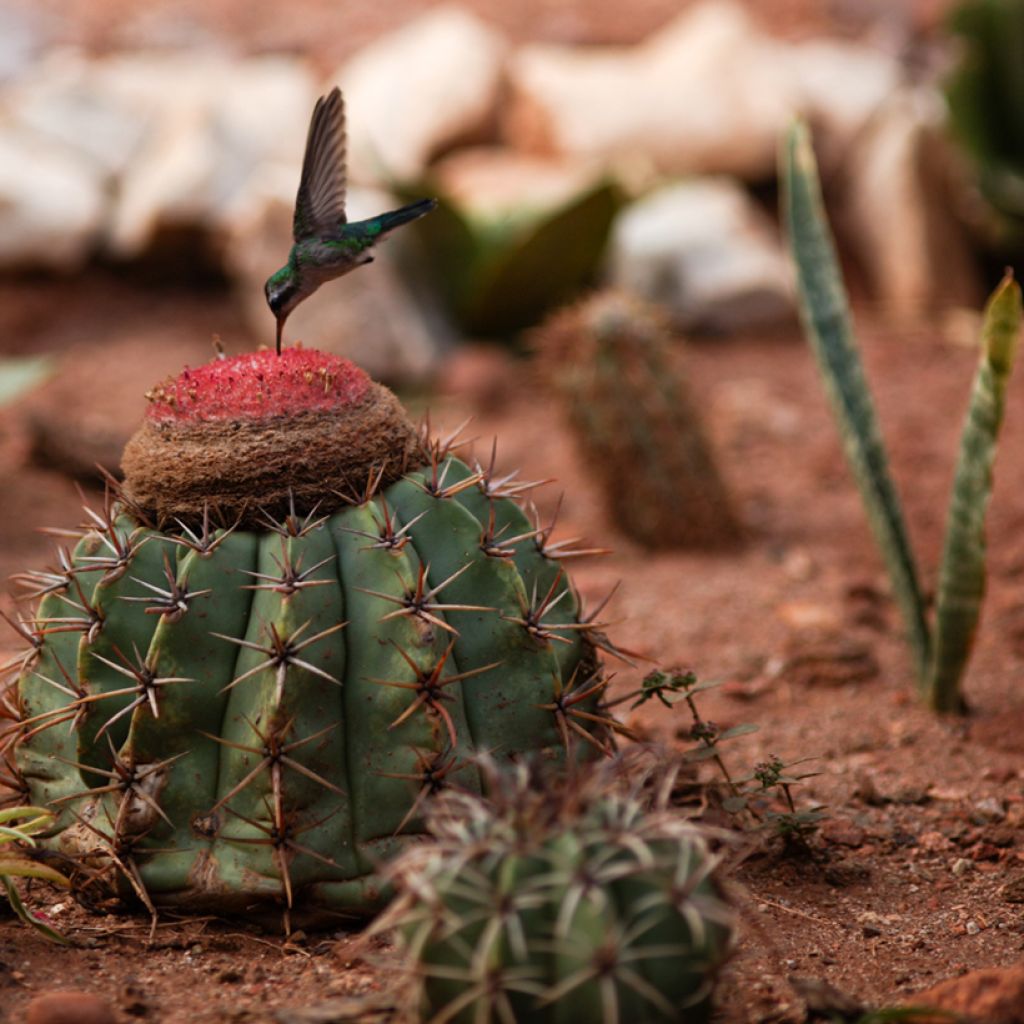 Cactus - Melocactus bahiensis
