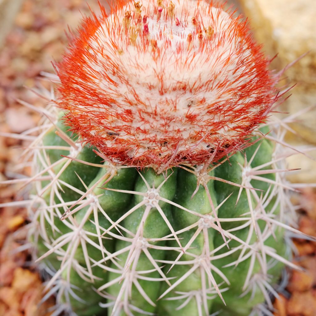 Cactus - Melocactus bahiensis