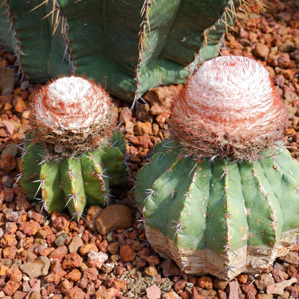 Cactus - Melocactus bahiensis