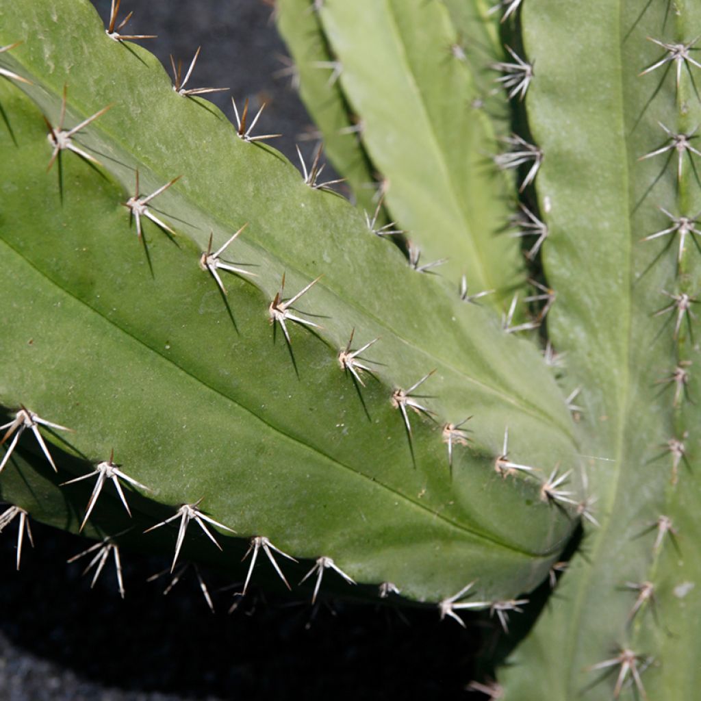 Cactus - Polaskia chende