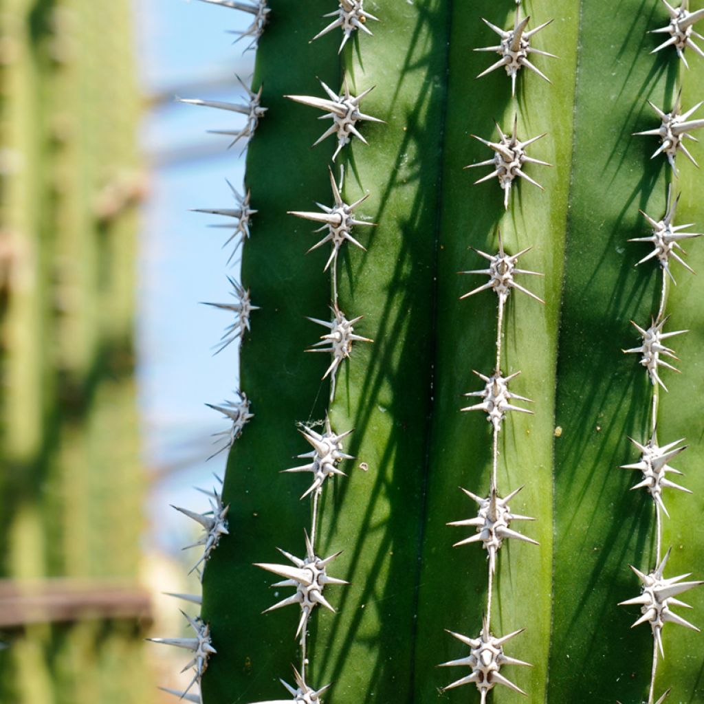 Cactus - Polaskia chende