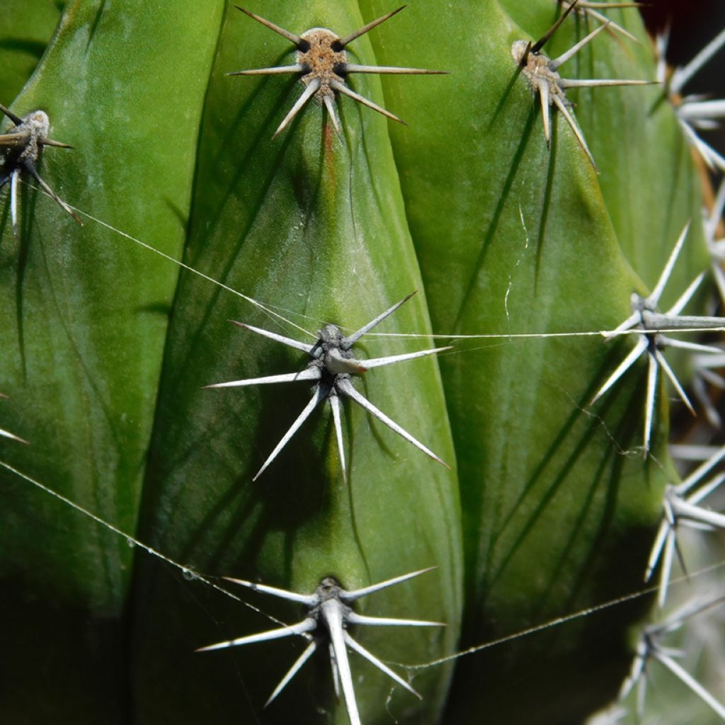 Cactus - Polaskia chichipe