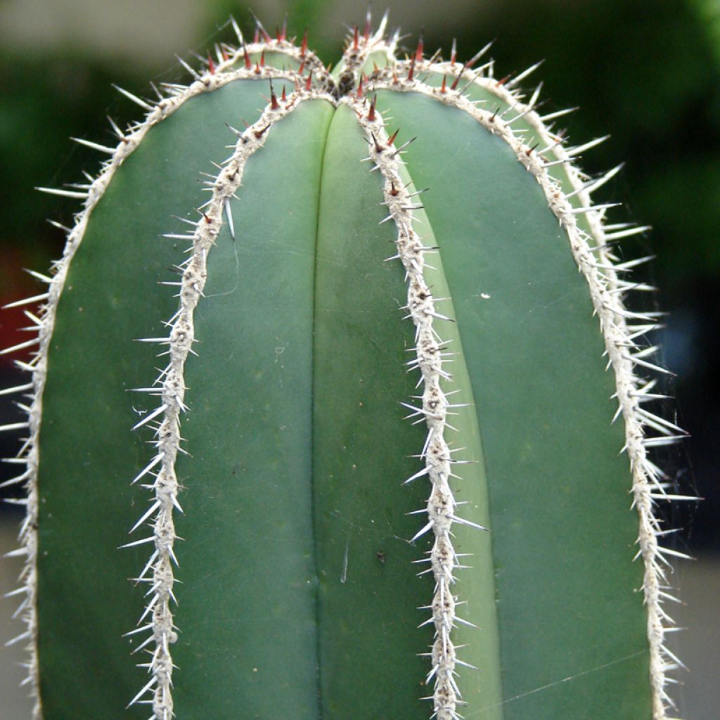 Cactus - Stenocereus marginatus