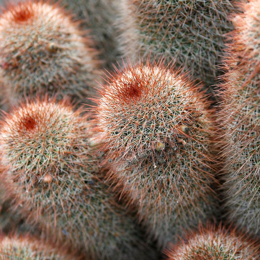 Cactus - Mammillaria spinosissima f. rubrispina 