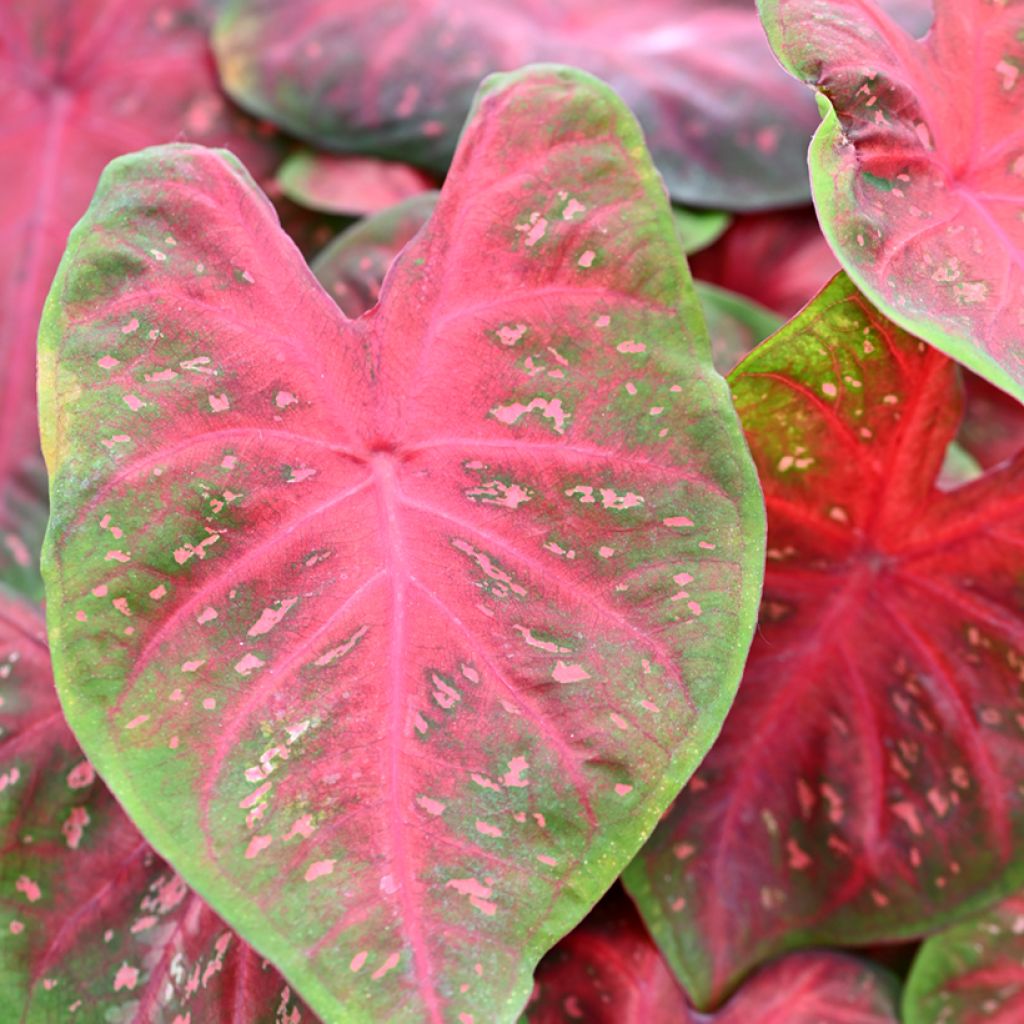 Caladium Casey - Caladio
