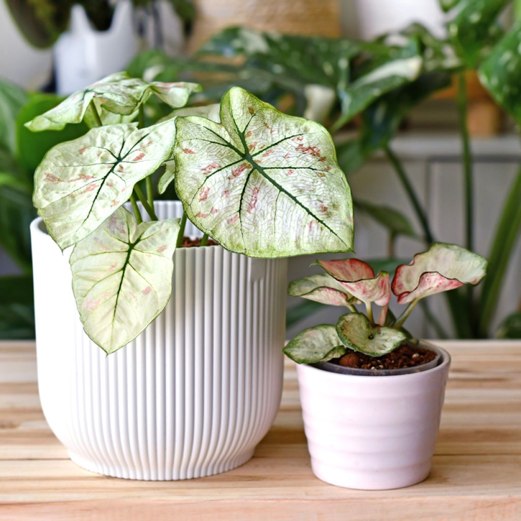 Caladium Strawberry Star - Caladio