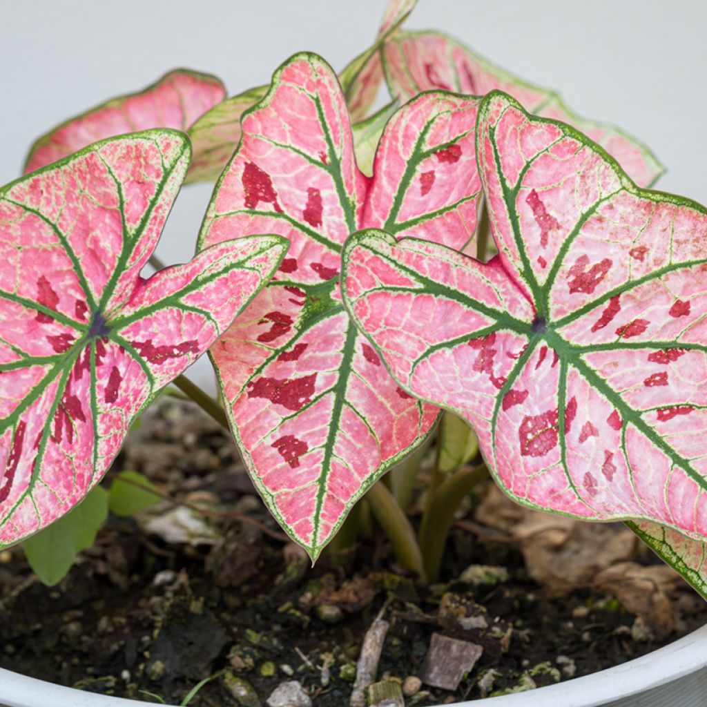 Caladium Strawberry Star - Caladio