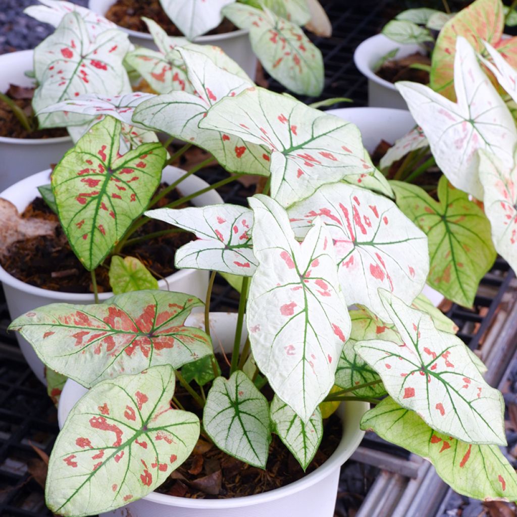 Caladium Strawberry Star - Caladio