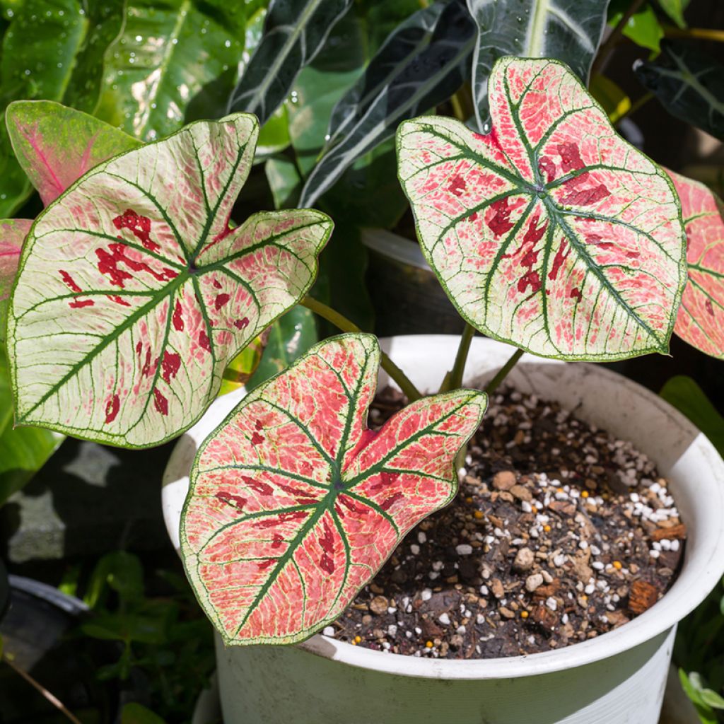 Caladium Strawberry Star - Caladio