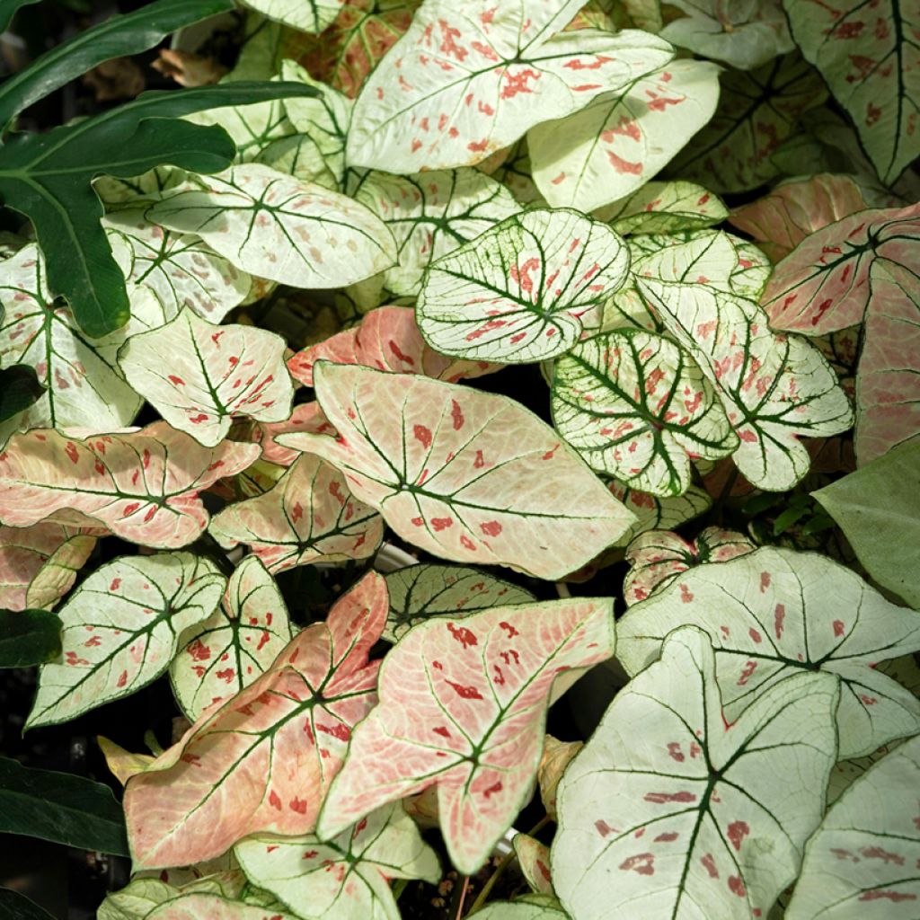 Caladium Strawberry Star - Caladio