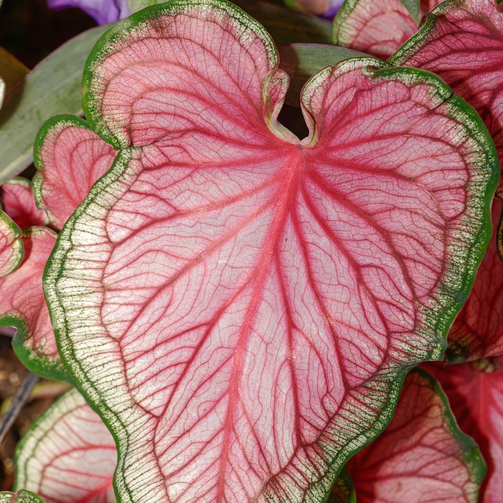 Caladium Lucia - Caladio