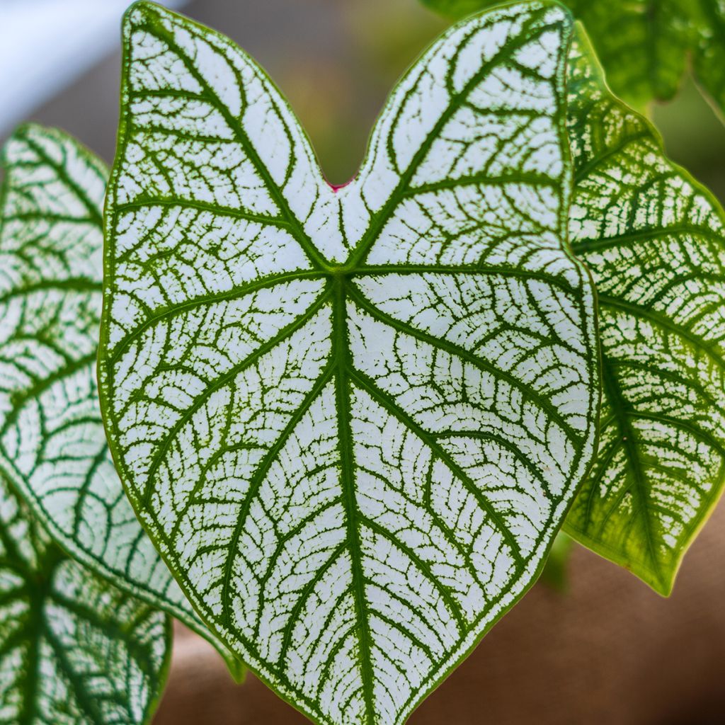 Caladium Pliage - Caladio