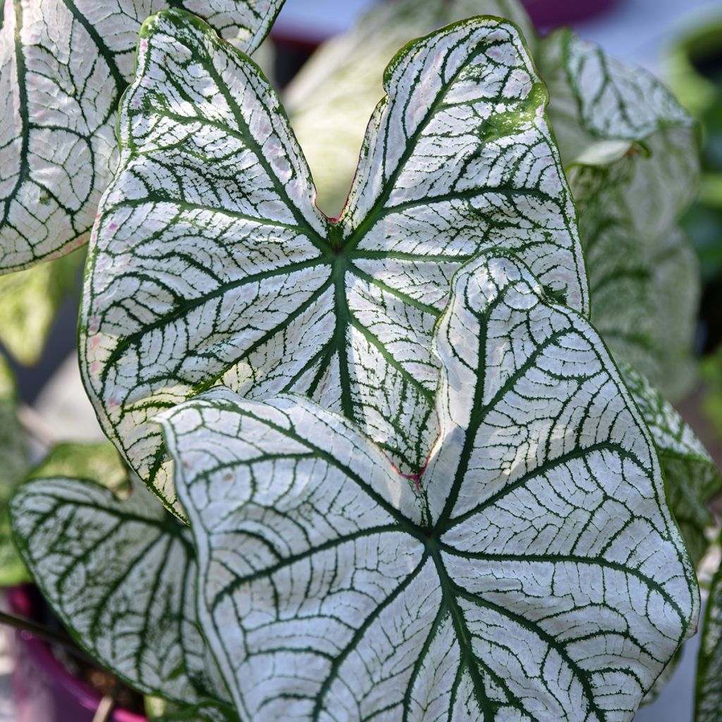 Caladium Pliage - Caladio