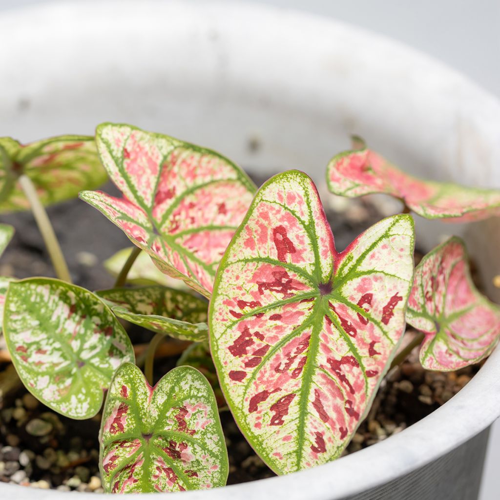 Caladium Purple Light - Caladio