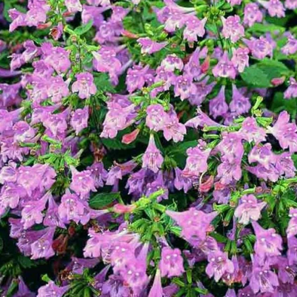 Calamintha grandiflora - Mentuccia