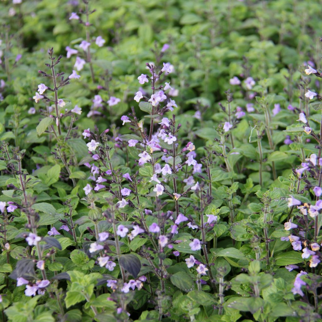 Calamintha nepeta Marvelette Blue -  - Mentuccia commune