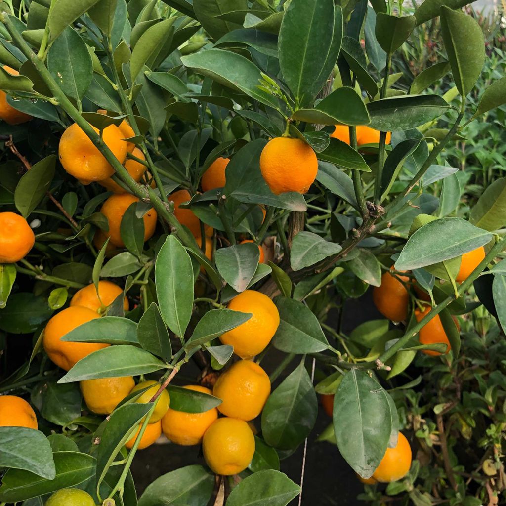 Citrus madurensis - Calamondino