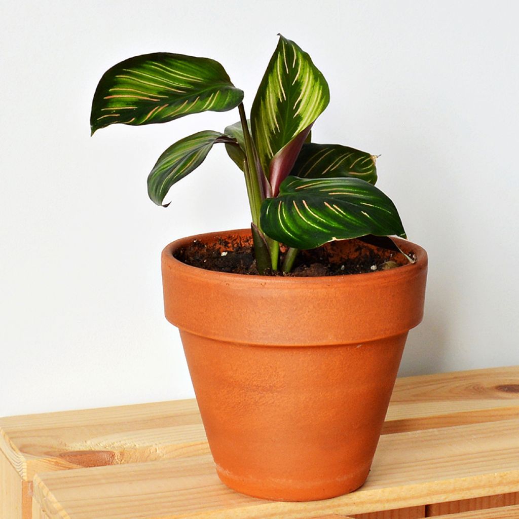 Calathea Beauty Star