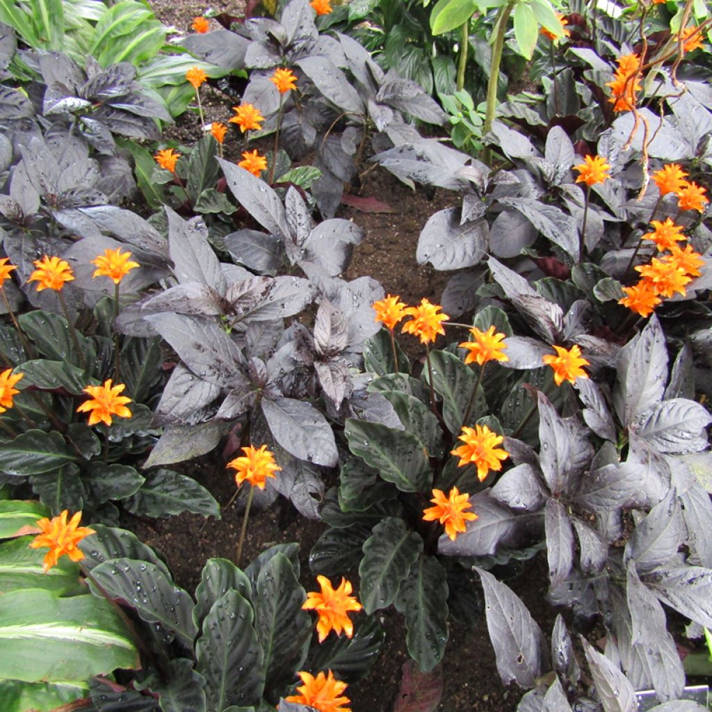 Calathea crocata