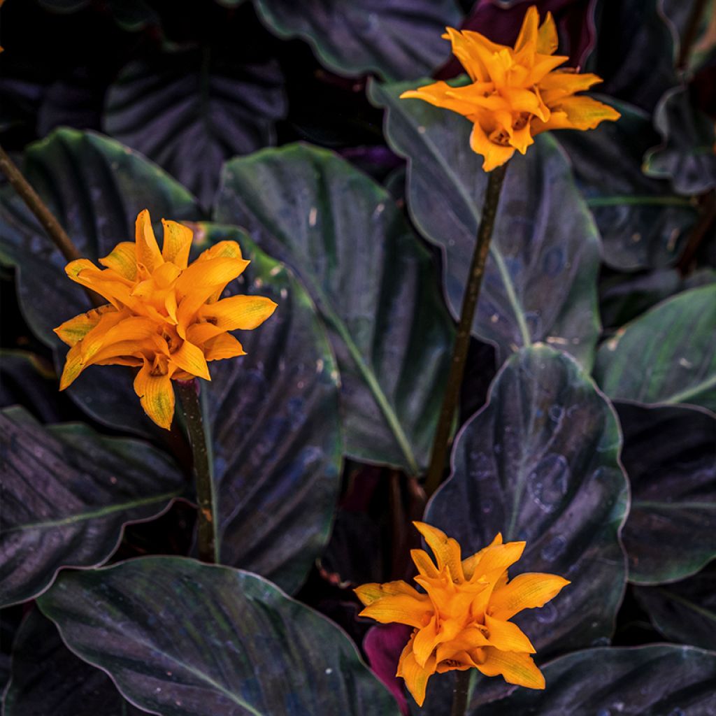 Calathea crocata
