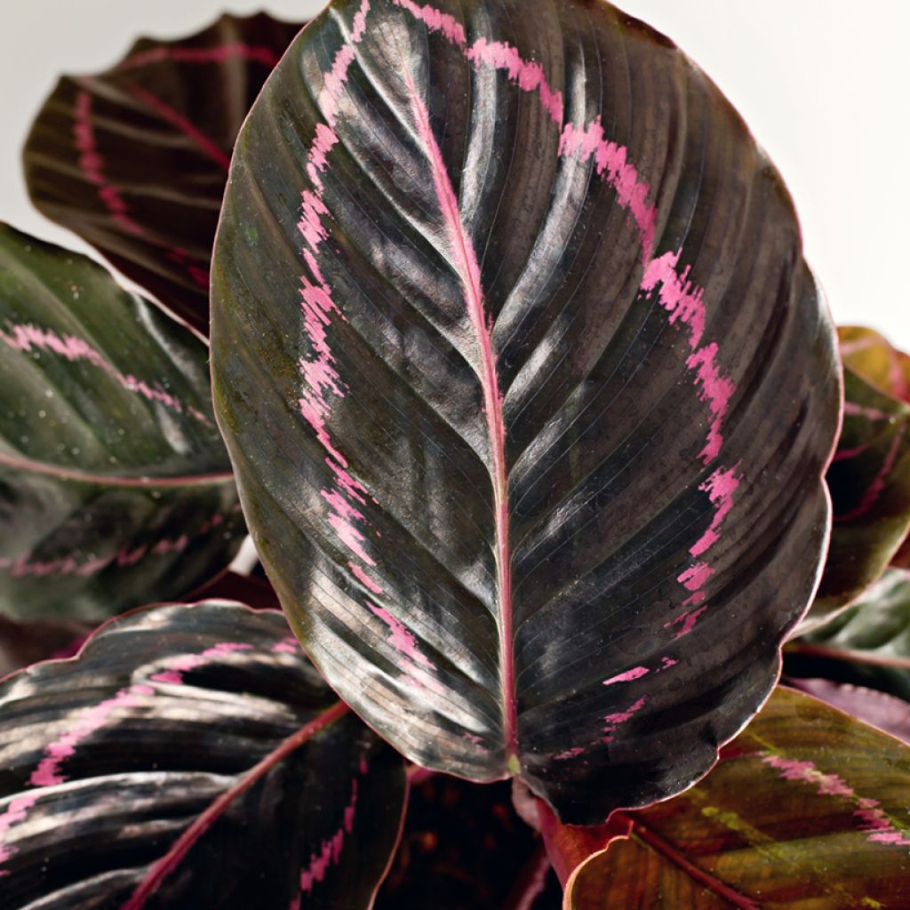 Calathea Dottie