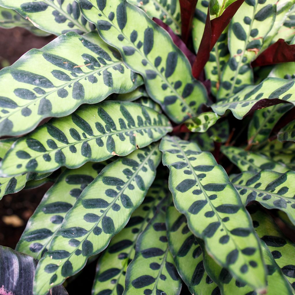 Calathea insignis