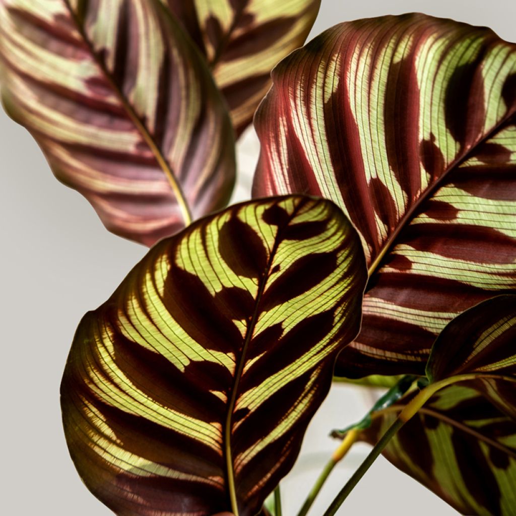 Calathea makoyana