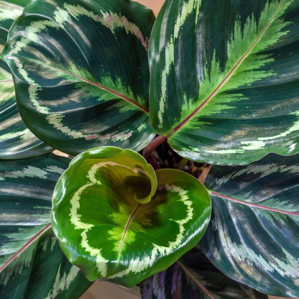 Calathea Medallion
