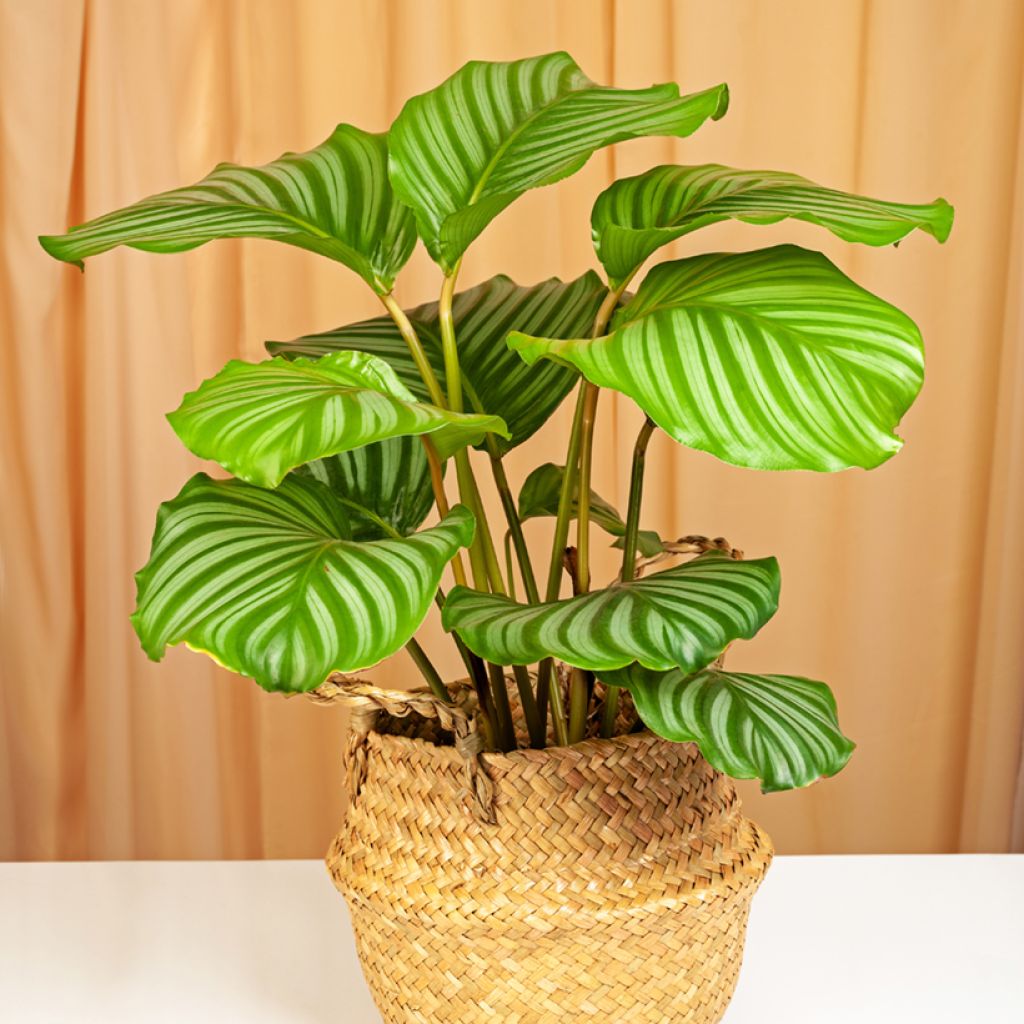 Calathea orbifolia