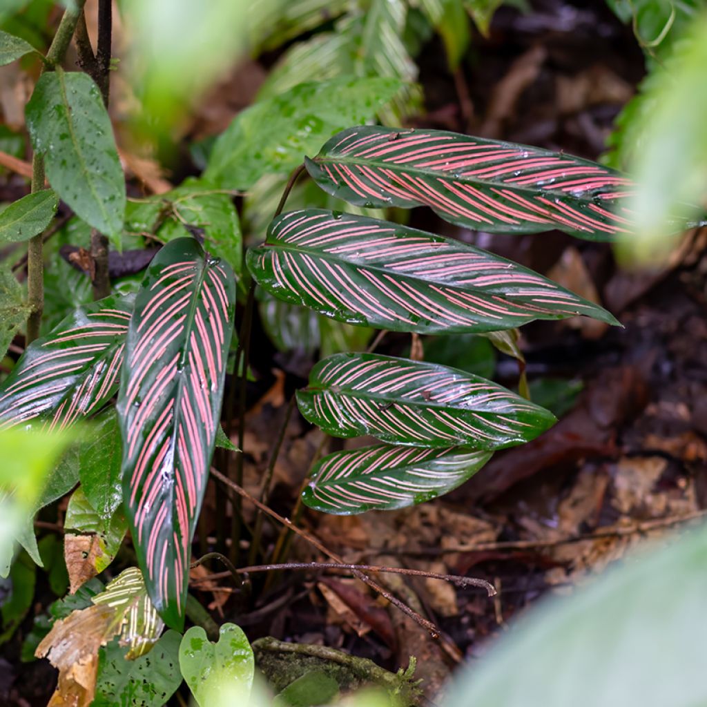 Calathea ornata