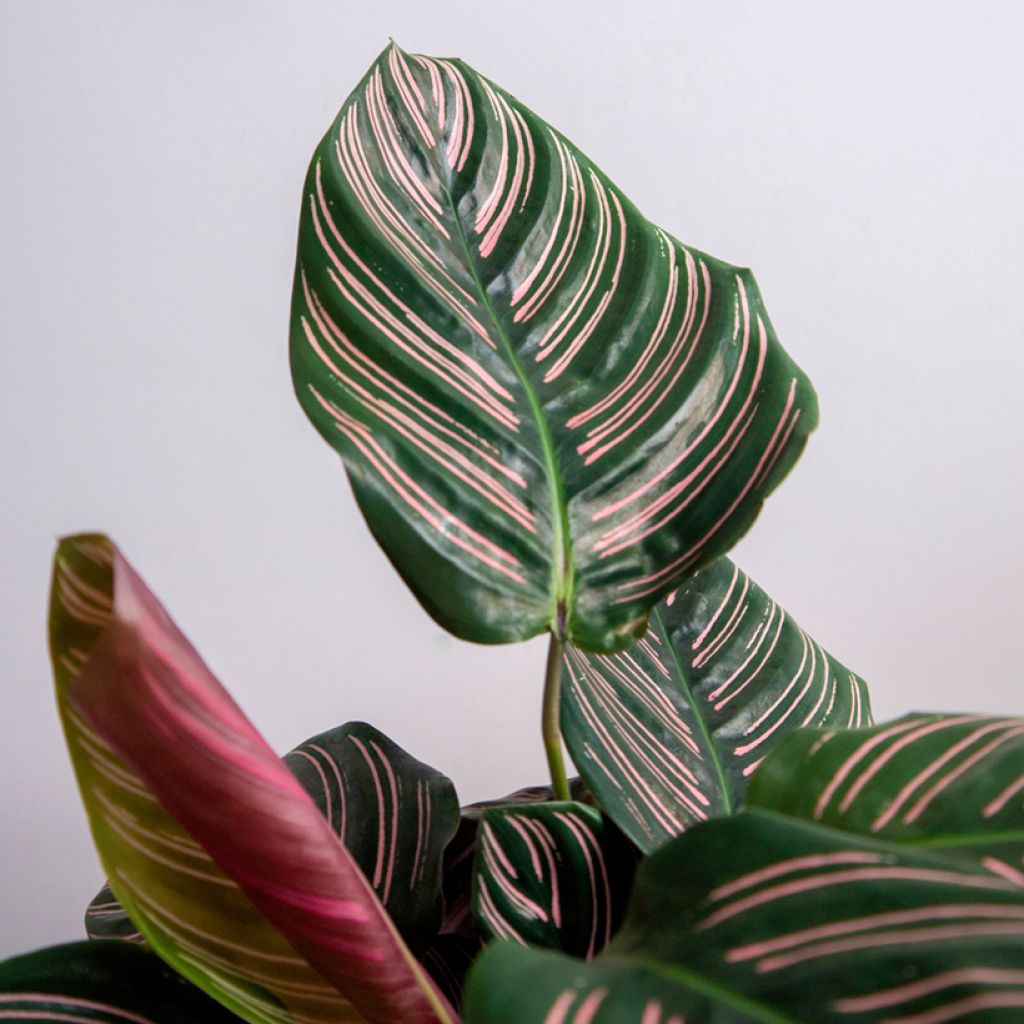 Calathea ornata