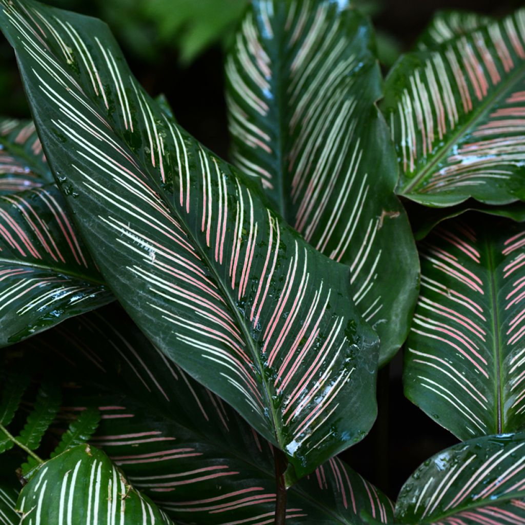 Calathea ornata