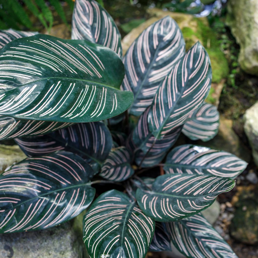 Calathea ornata