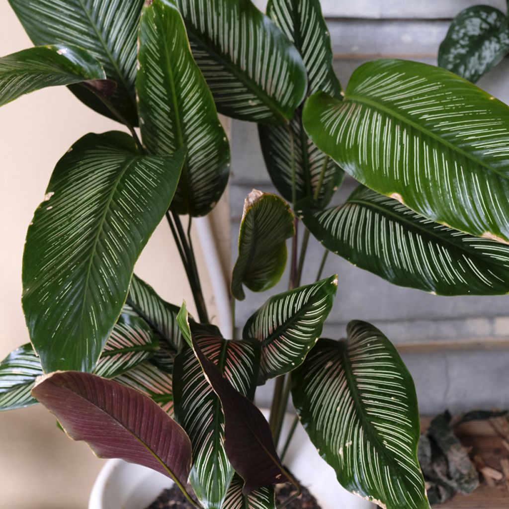 Calathea ornata