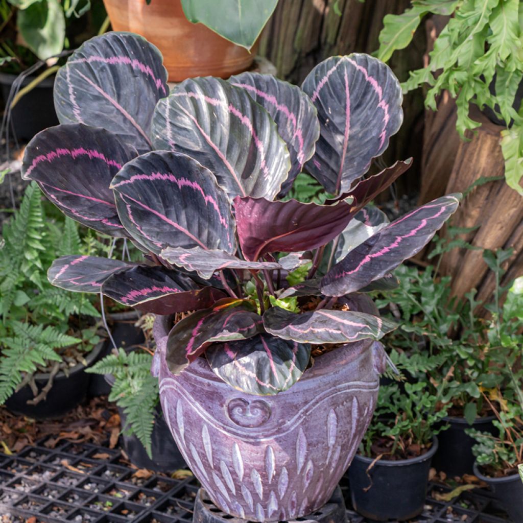 Calathea roseopicta