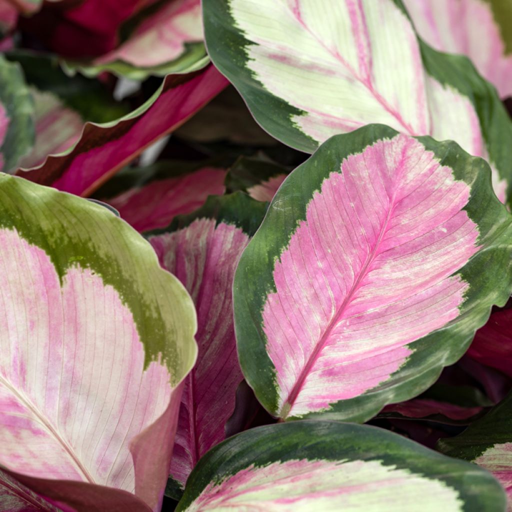 Calathea roseopicta Rosy