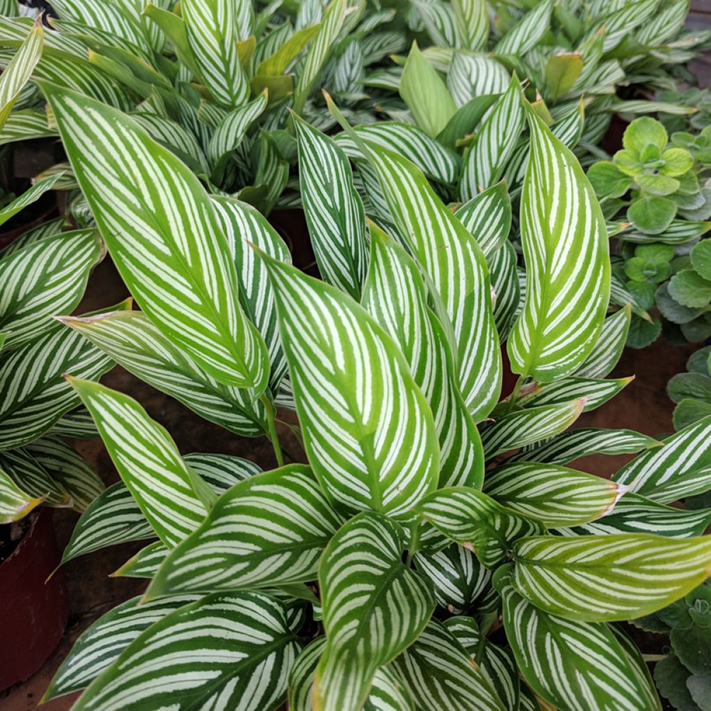 Calathea vittata