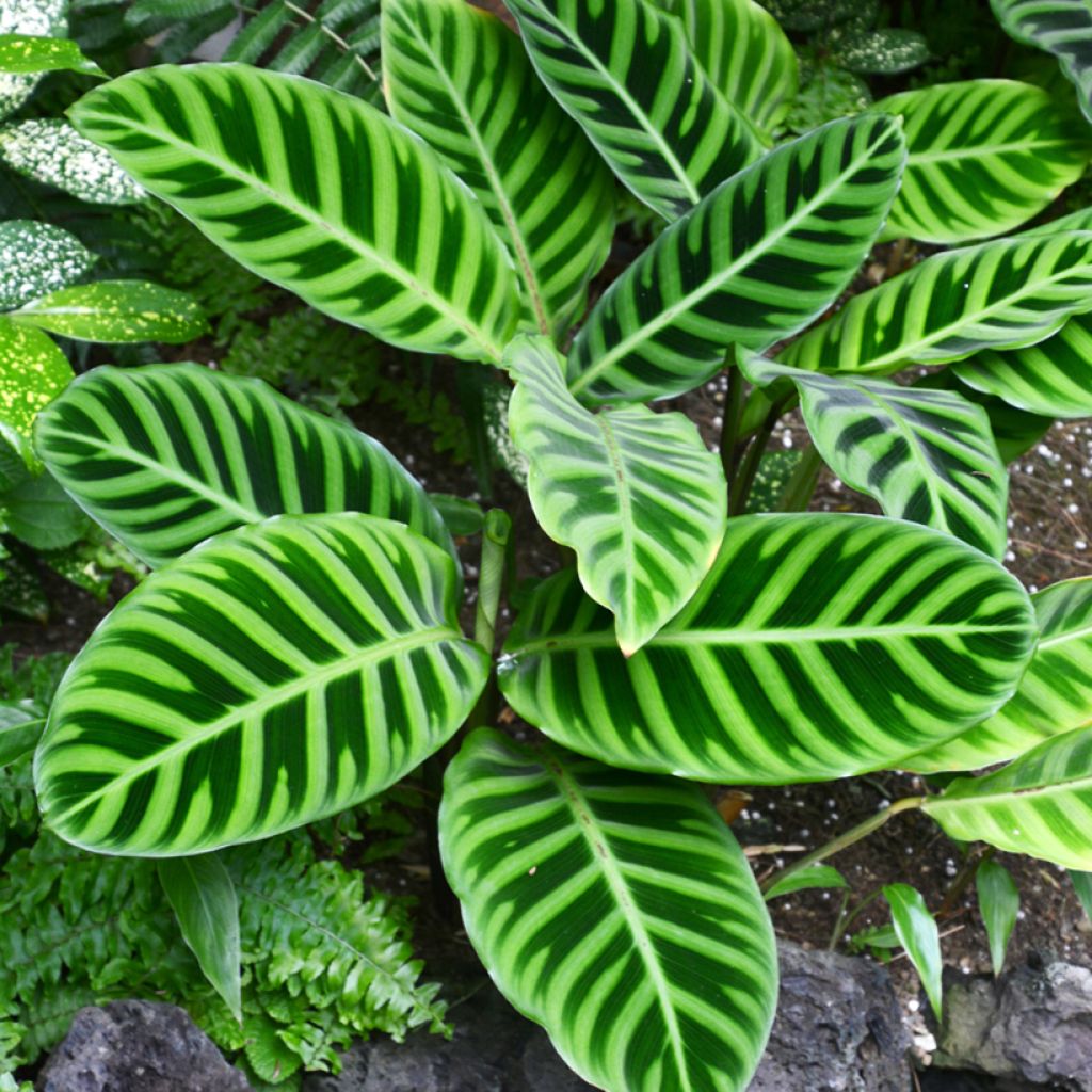 Calathea zebrina
