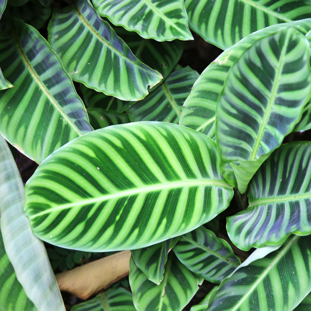 Calathea zebrina