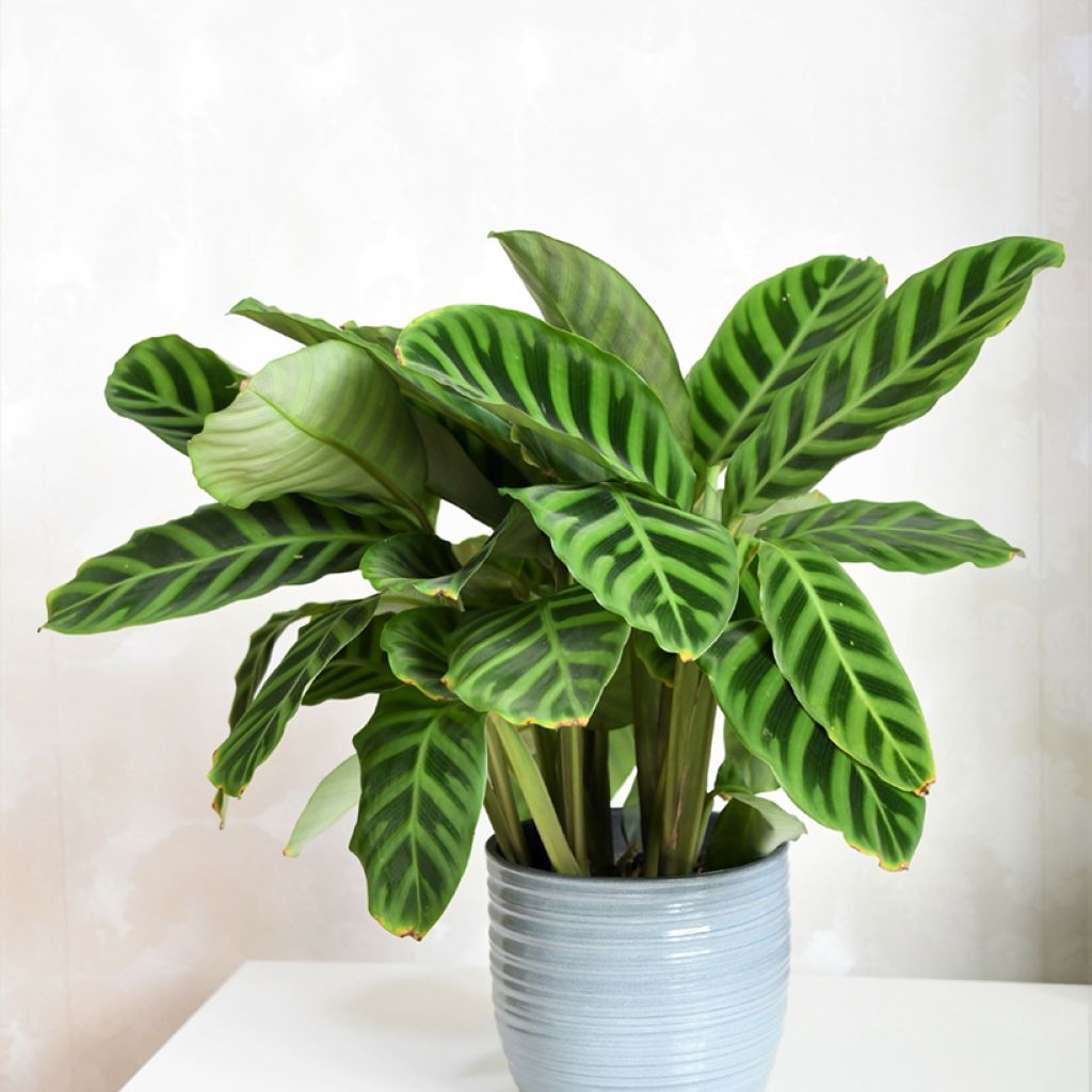 Calathea zebrina