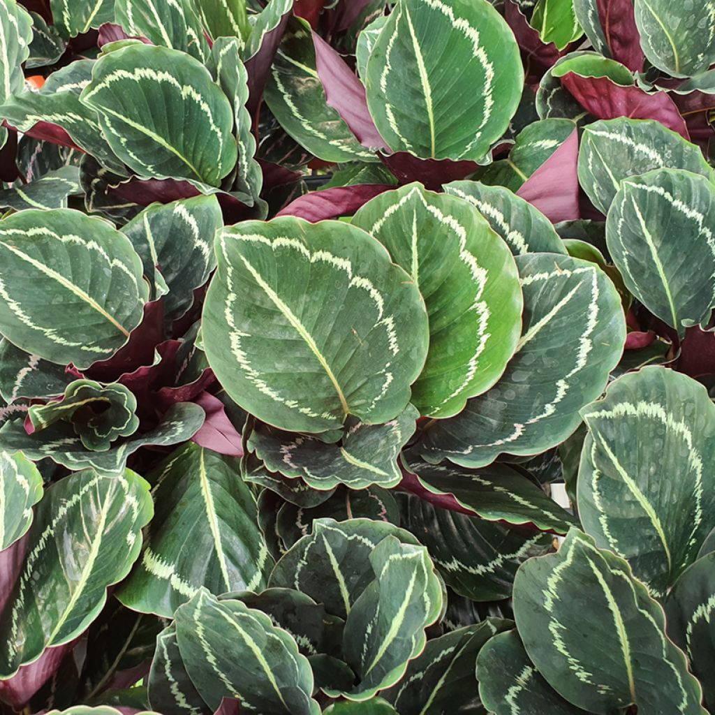 Calathea roseopicta Green