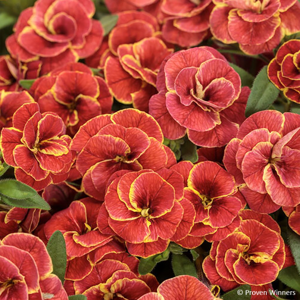 Calibrachoa Superbells Double Redstone - Petunia nana