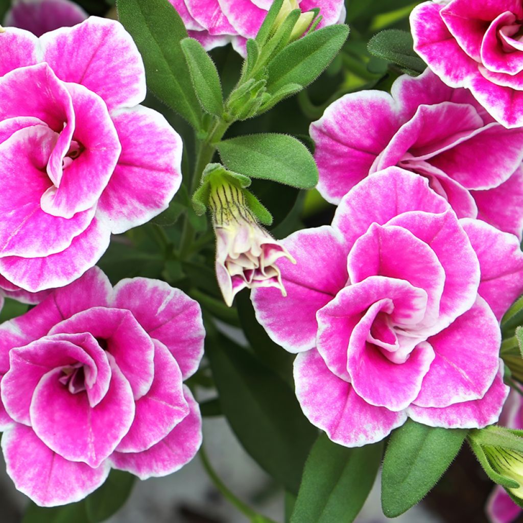 Calibrachoa Superbells Sweet Love - Petunia nana