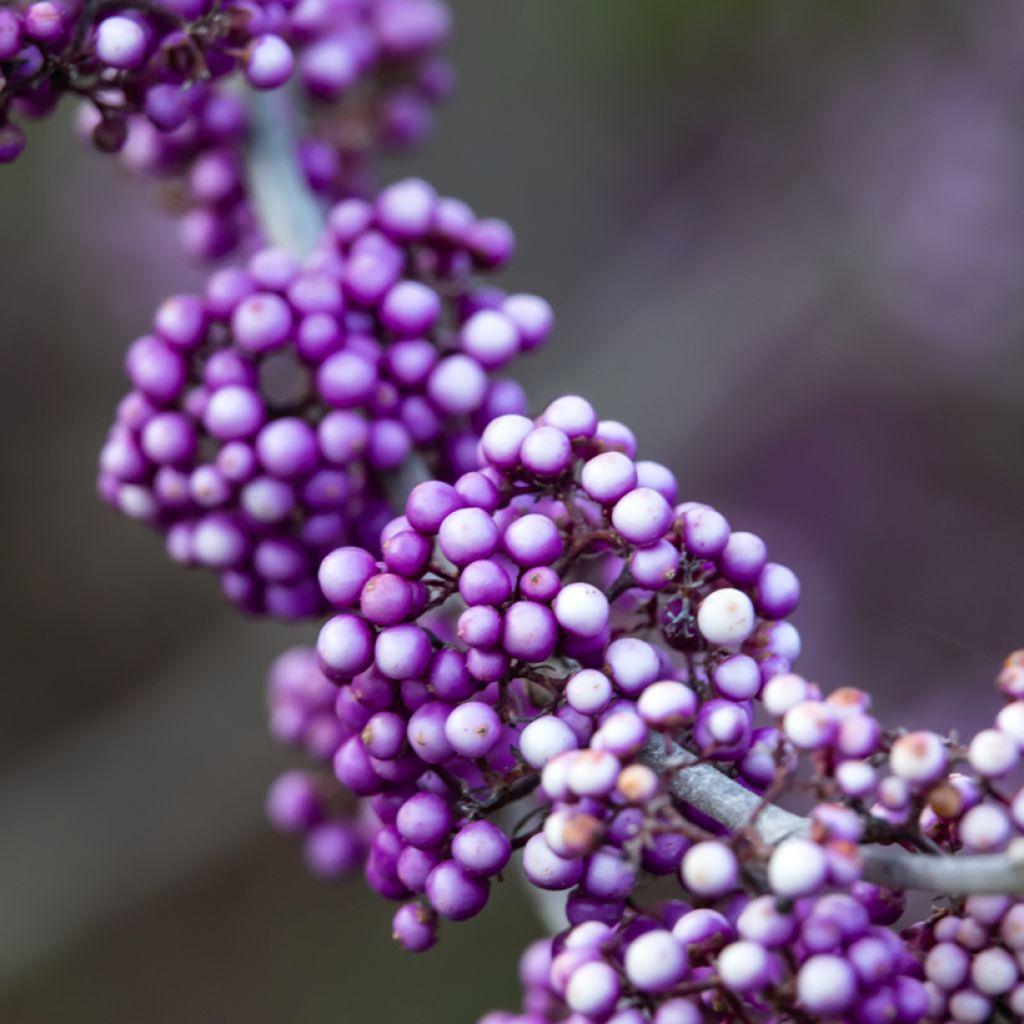 Callicarpa bodinieri Liebespaar
