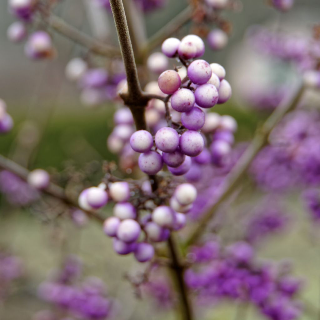 Callicarpa bodinieri Liebespaar
