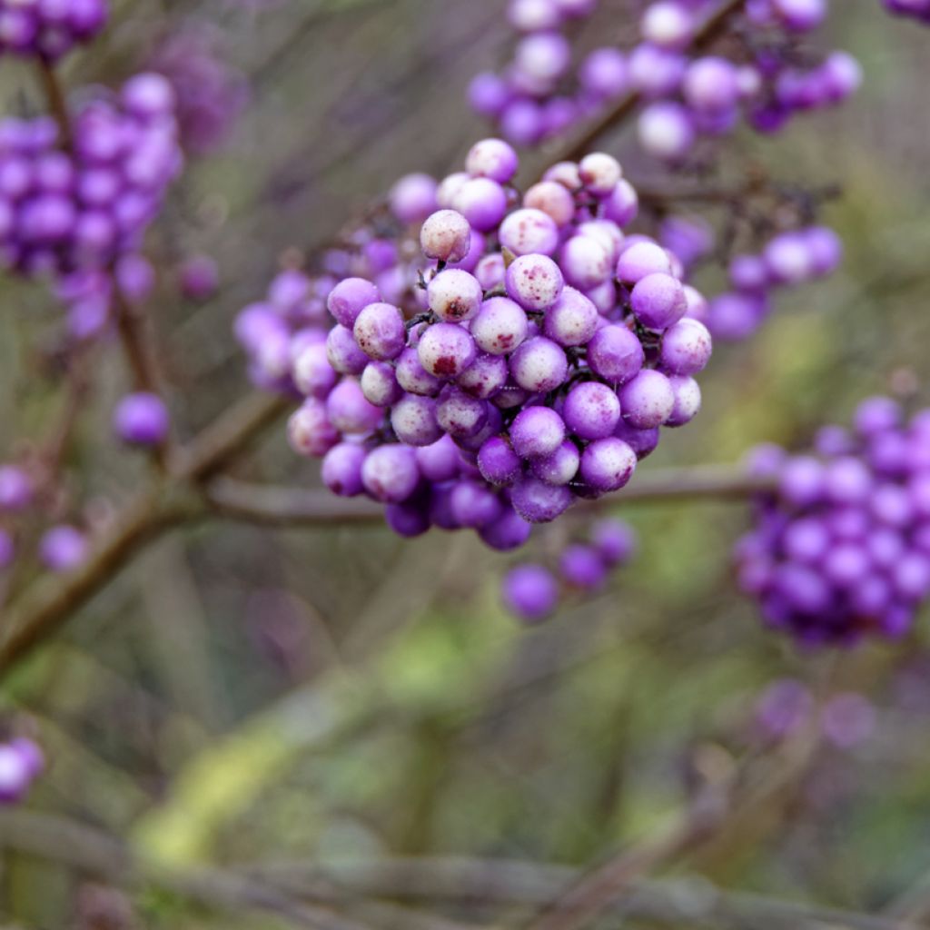 Callicarpa bodinieri Liebespaar