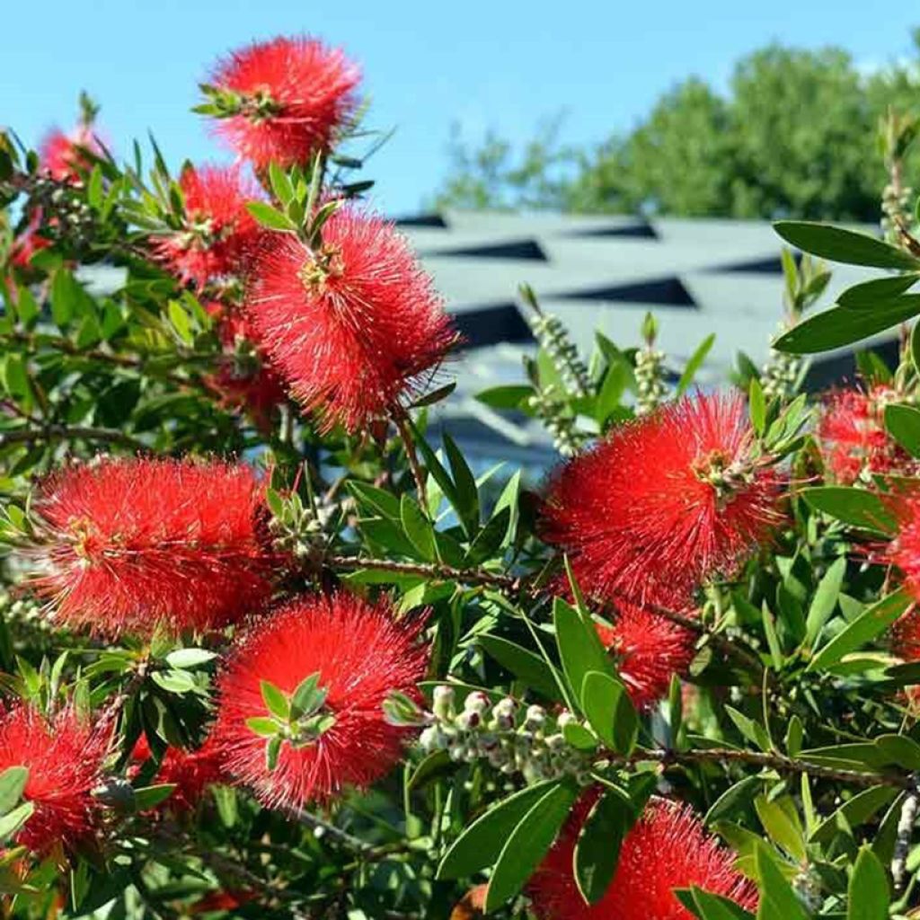 Callistemon viminalis Inferno - Pianta scovolino