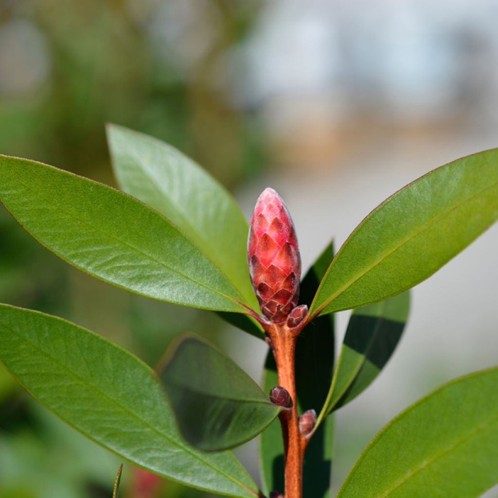 Callistemon viminalis Inferno - Pianta scovolino